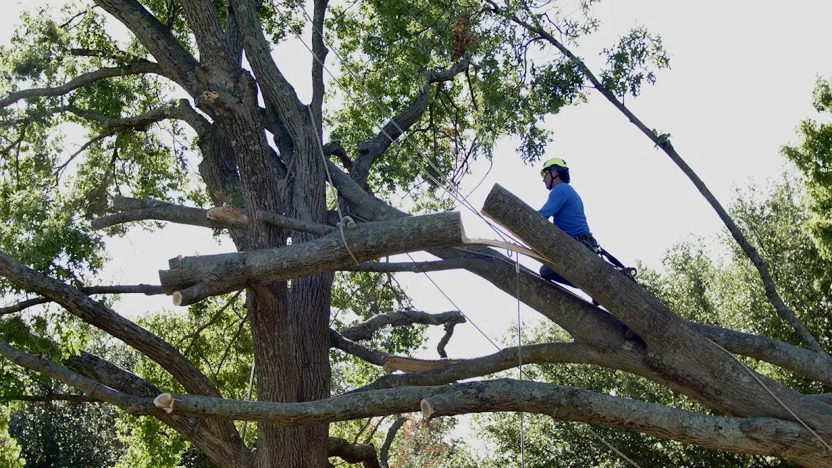 Professional Hazardous Tree Removal performed by certified arborists in Friendship