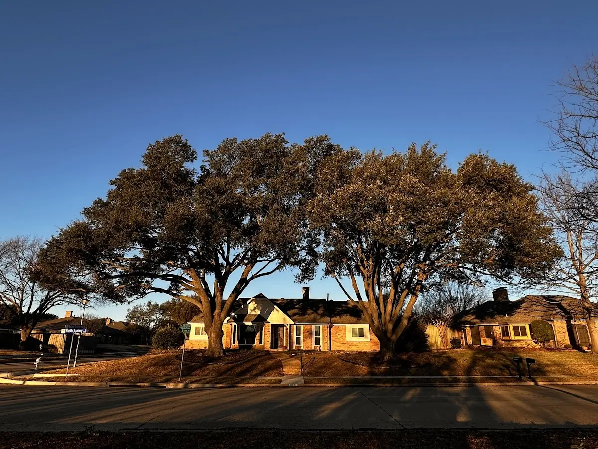 Established residential canopy tree shading a home in Friendship